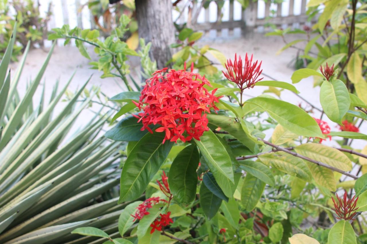 Amanda'S Place Green Studio - Pool And Tropical Garden Caye Caulker Exterior photo