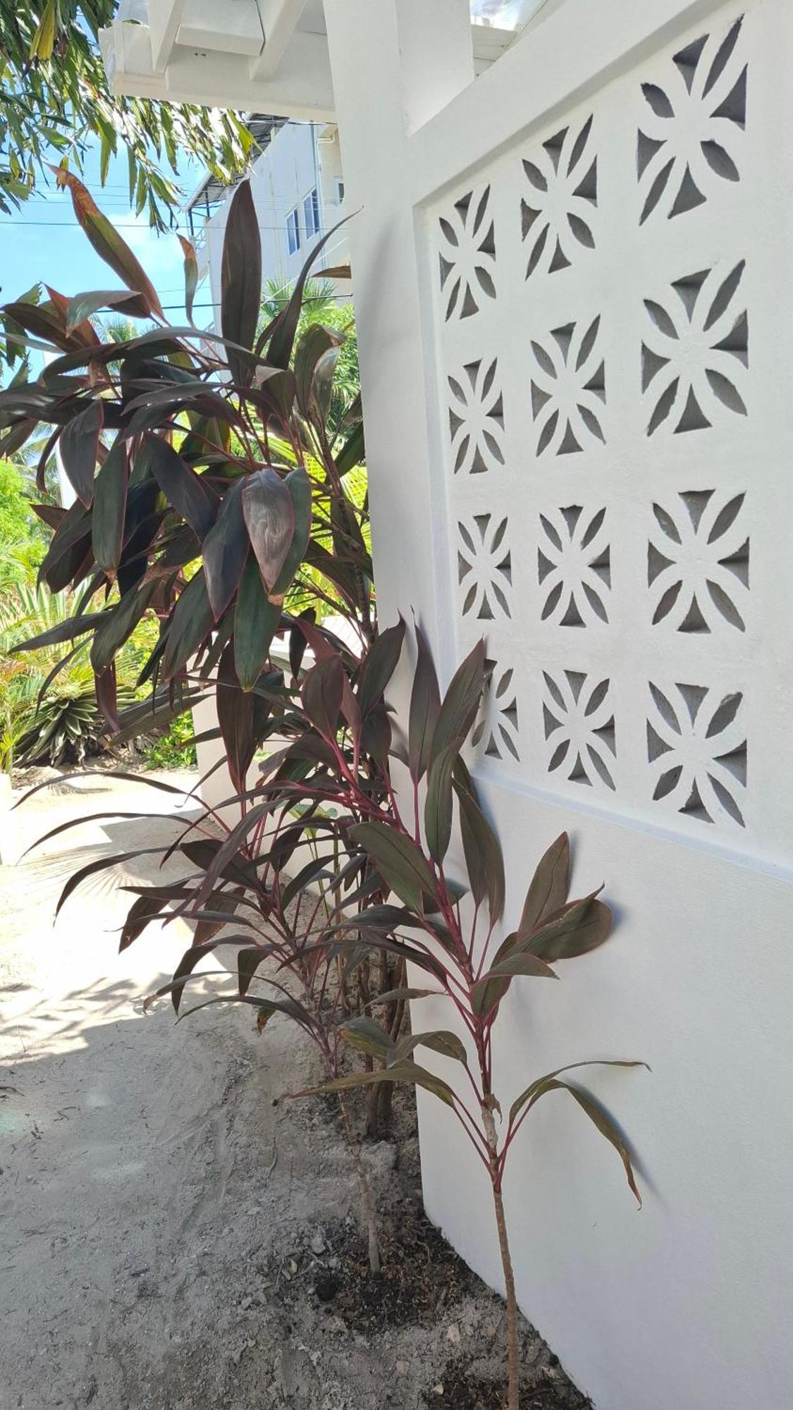 Amanda'S Place Green Studio - Pool And Tropical Garden Caye Caulker Exterior photo